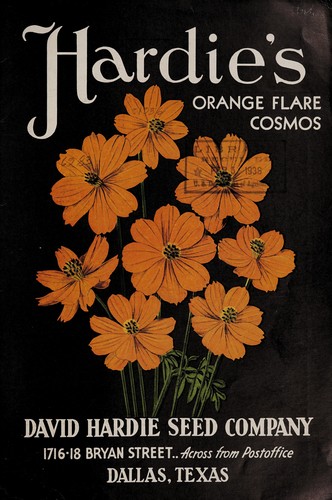 Hardie's orange flare cosmos