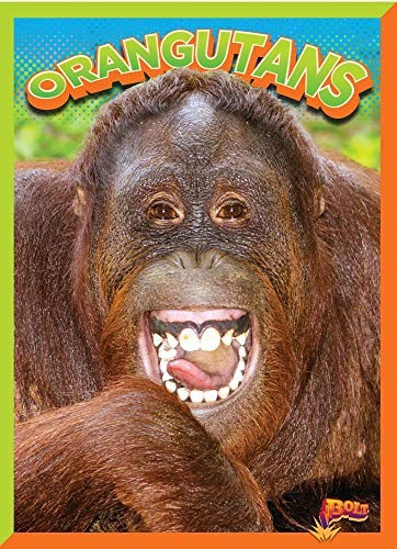 Orangutans