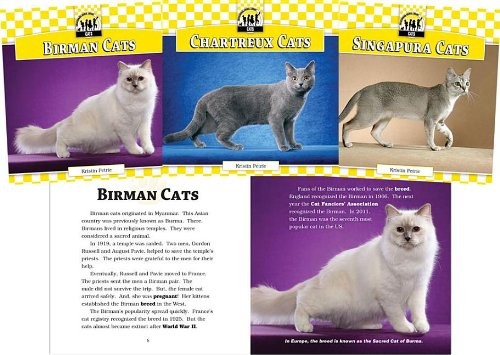 Cats Set 7