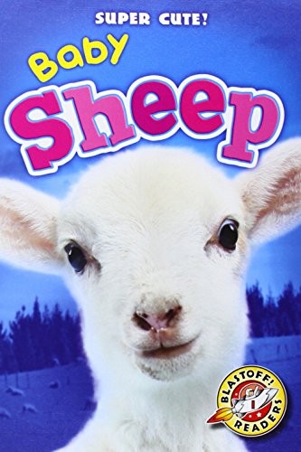 Baby Sheep