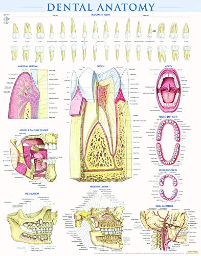 Dental Anatomy