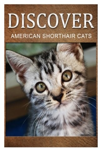 American Shorthair Cats - Discover