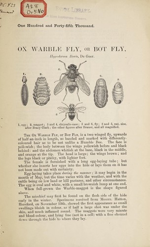 Ox Warble fly or Bot fly