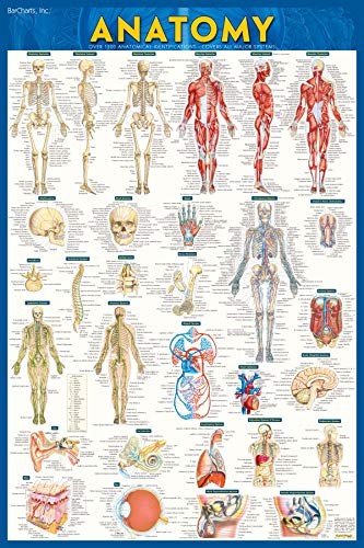 Anatomy-Laminated