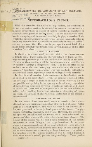 Necrobacillosis in pigs