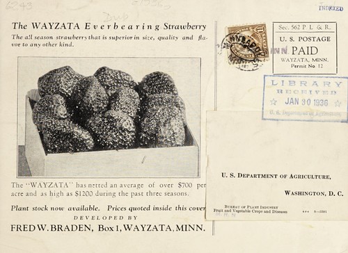 The Wayzata everbearing strawberry