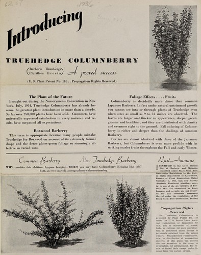 Introducing truehedge columnberry, Berberis Thunbergi Pluriflora Erecta, a proved success