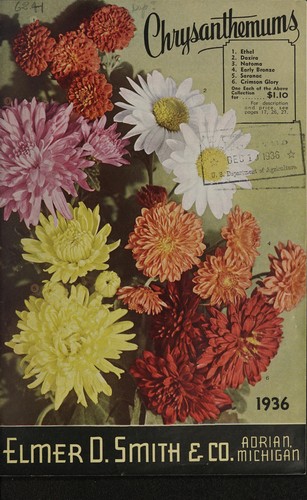 Chrysanthemums, 1936