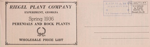Perennial and rock plants