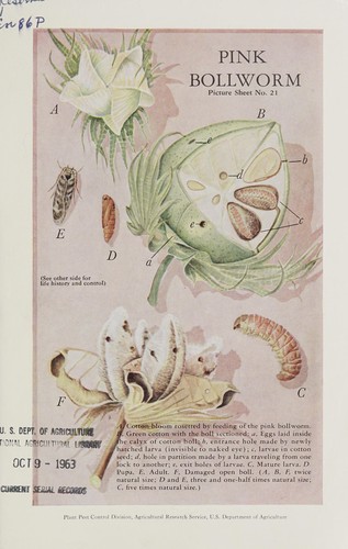 Pink bollworm [development and control]