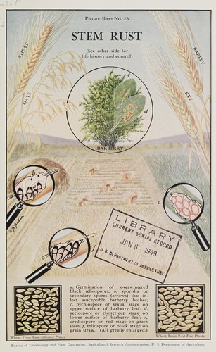 Stem rust