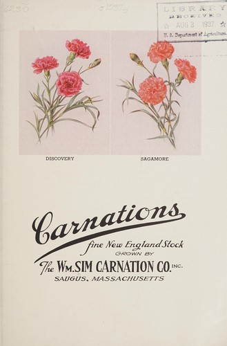 Carnations, fine New England stock