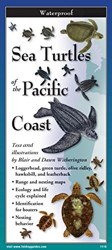 Sea Turtles of The Pacific