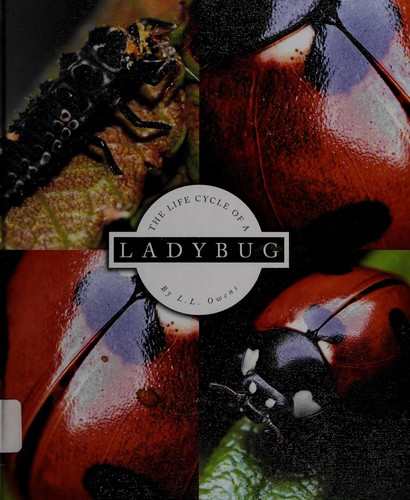 The life cycle of a ladybug
