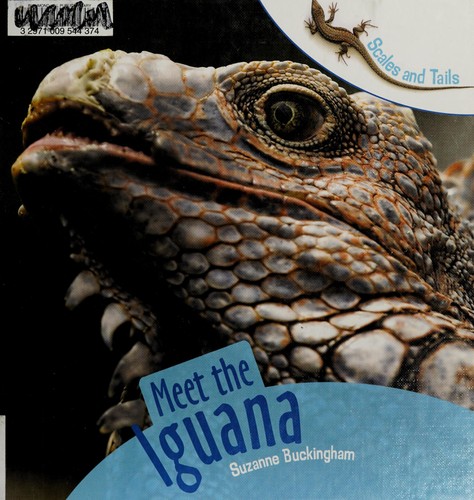Meet the iguana