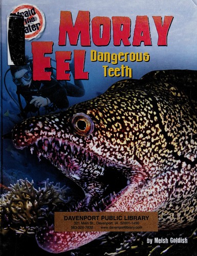 Moray eel