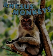 Rhesus monkeys